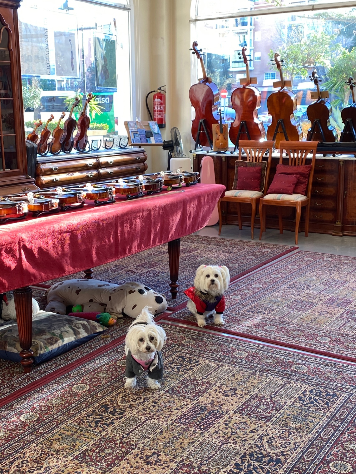 The shop interior with violins on display and two small dogs on the rug